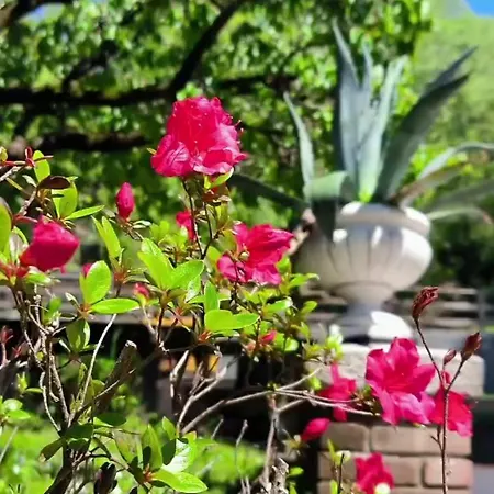 Marchesa Apartmán Arona